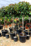 Plantstore Korallberkenye Red Robin Törzses 1/2-photinia Fraseri Red Robin 1/2 Standard