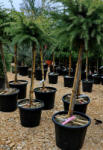 Plantstore Arany Himalájai Cédrus 20l-cedrus Deod. Golden Horizon 1/2 Standard