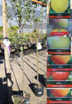 Plantstore Körtefa 1/2 Törzs- Pyrus Communis