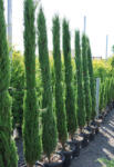 Plantstore Európai Ciprus 220/250 Cm- Cupressus Sempervirens Pyramidalis