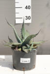 Plantstore Agávé Ferox- Agave Ferox