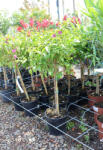 Plantstore Murvafürt Glabra Sanderiana Törzses 1/4- Bougainvillea Glabra Sanderiana