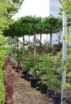 Plantstore Amerikai ámbrafa Esernyőfa 240 Cm Magas Törzs C. 14/16 - Liquidambar Styraciflua Tabletop
