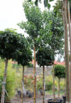 Plantstore Japán Fagyal-ligustrum Japonicum Standard C. 8/10
