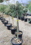 Plantstore Csüngő Atlasz Cédrus Törzses 1/2 20l- Cedrus Atlantica Glauca Pendula