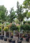 Plantstore Portugál Babérmeggy Fa - Prunus Lusitanica Brenelia 30l