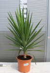Plantstore Pálmaliliom- Yucca Elephantipes
