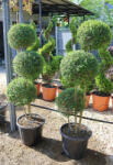 Plantstore Törpe Fagyal Pon Pon 3 Gömb- Ligustrum Delavajanum Jonandrum