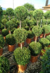 Plantstore Leylandi Ciprus Castlewellan Gold 3 Gömb 120/130 Cm- Cupressocyparis Leyl Castlewellan Gold 3 Balls