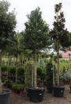 Plantstore Magyal Nellie R. Stevens Fa 20/25- Ilex Mutchagara Nellie R. Stevens