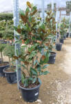 Plantstore örökzöld Magnólia Bokor 30-35l- Magnolia Grandiflora Gallisoniensis Bush