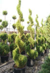 Plantstore Leylandi Spirál 230 Cm- Cupressocyparis Leylandii