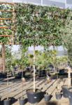 Plantstore Japán Fagyal 180 Cm C. 12/14 Magastörzsű 150x150 Panel- Ligustrum Japonicum