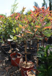 Plantstore Korallberkenye Gömb Pink Marble 1/4 Standard-photinia Fraseri Pink Marble 1/4 Standard