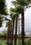 Plantstore Kínai Kenderpálma 380/+ Cm Törzs- Trachycarpus Fortunei