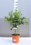 Plantstore Mandarin Magastörzsű- Citrus Reticulata