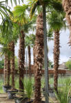 Plantstore Kínai Kenderpálma 330/+ Cm Törzs- Trachycarpus Fortunei