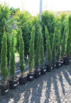 Plantstore Európai Ciprus 9l- Cupressus Sempervirens Pyramidalis