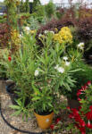 Plantstore Leander Cserje 3l Többféle-nerium Oleander