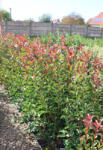 Plantstore Korallberkenye Red Robin Bokor 3l-photinia Fraseri Red Robin