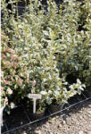 Plantstore Tarka Japán Kecskerágó 3l-euonymus Japonicus Bravo Bush