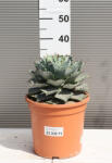 Plantstore Agávé Isthmensis Ct24- Agave Isthmensis
