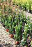 Plantstore Oszlopos Kecskerágó Benkomasaki 3l-euonymus Japonicus Benkomasaki