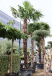 Plantstore Kínai Kenderpálma 370/+ Cm Törzs- Trachycarpus Fortunei