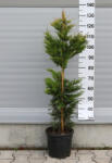 Plantstore Leylandi Ciprus Gold Rider 9l- Cupressocyparis Leyl Gold Rider Bush
