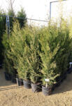 Plantstore Leylandi Ciprus 9l-cupressocyparis Leylandii Bush