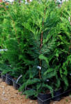 Plantstore Leylandi Ciprus 3l-cupressocyparis Leylandii Bush