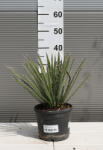 Plantstore Fonalas Pálmaliliom Ct19-yucca Filifera