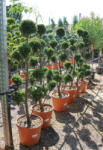 Plantstore Leylandi Ciprus Ponpon 140/150 Cm- Cupressocyparis Leylandii Ponpon
