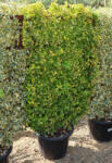 Plantstore Sárgatarka Japán Kecskerágó Panel 120x70 Cm- Euonymus Japonicus Aurea