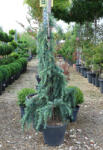 Plantstore Kék Himalájai Cédrus Feeling Blue 120/+ Cm- Cedrus Deodara Feeling Blue