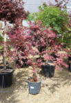 Plantstore Japán Juhar Shirazz 15 L - Acer Palmatum Shirazz