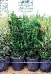 Plantstore Oszlopos Kecskerágó Benkomasaki 9l-euonymus Japonicus Benkomasaki