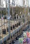 Plantstore Lilaakác Futó Többféle- Wisteria In Varieta Climbing