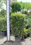 Plantstore Korallberkenye Red Robin Panel 120*70- Photinia Fraseri Red Robin Pleached Panel