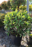 Plantstore Korallberkenye Gömb-photinia Fraseri Pink Marble
