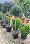 Plantstore Arizónai Ciprus Magastörzsű 1/2- Cupressus Arizonica Fastigiata - plantstore - 27 500 Ft