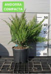Plantstore Fövenyboróka Többféle- Juniperus In Varieta