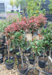 Plantstore Törzses Korallberkenye-photinia Fraseri Robusta Compacta 1/4 Standard
