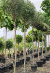 Plantstore Gömb Csepleszmeggy-prunus Fruticosa Globosa C. 10/12