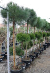 Plantstore Mandulafenyő 1/2 Törzses- Pinus Pinea 1/2 Standard