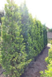 Plantstore Leylandi Ciprus Gold Rider 200/+ -cupressocyparis Leylandii Gold Rider