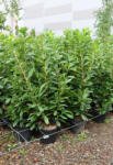 Plantstore Babérmeggy Cserje 9l-prunus Laurocerasus Novita