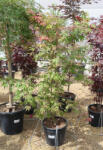 Plantstore Japán Juhar Osakazuki 15 L - Acer Palmatum Osakazuki