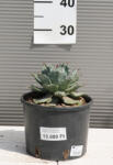Plantstore Agávé Isthmensis C20- Agave Isthmensis