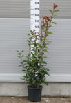 Plantstore Korallberkenye Red Robin 9l-photinia Fraseri Red Robin